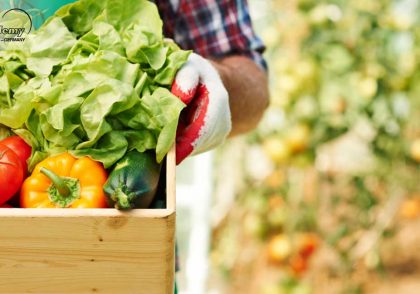 خدمات مدیریت ایمنی و کیفیت محصولات کشاورزی و مواد غذایی